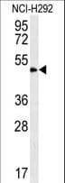 ZNF154 Antibody (aa40-68)