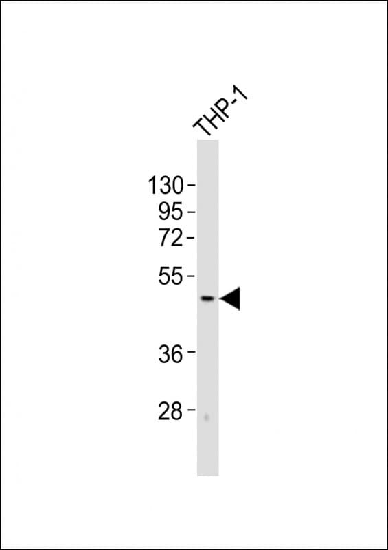 TACR1 / NK1R Antibody (aa363-397)