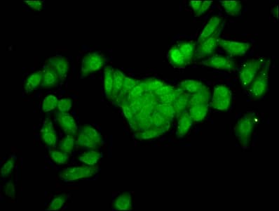 FBP2 Antibody