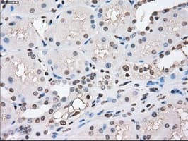CYPOR / POR Antibody (clone OTI2E4)