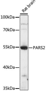 PARS2 Antibody