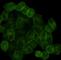 Monoclonal Mouse anti-Human EGFR Antibody (IHC, WB)