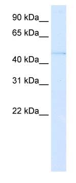 Polyclonal Rabbit anti-Human PAX3 Antibody (aa400-449, IHC, WB)