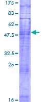 Human OR10K1 Protein (Recombinant GST)