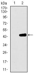 MRPL42 / MRPS32 Antibody (aa10-142, clone 3H6H2)