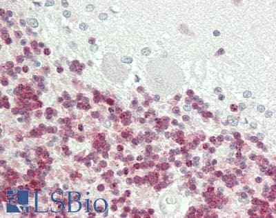 IHC-plus™ POLR2C Antibody (aa200-228)