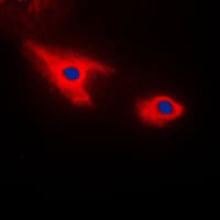 SEPT7 / Septin 7 Antibody (C-Terminus)