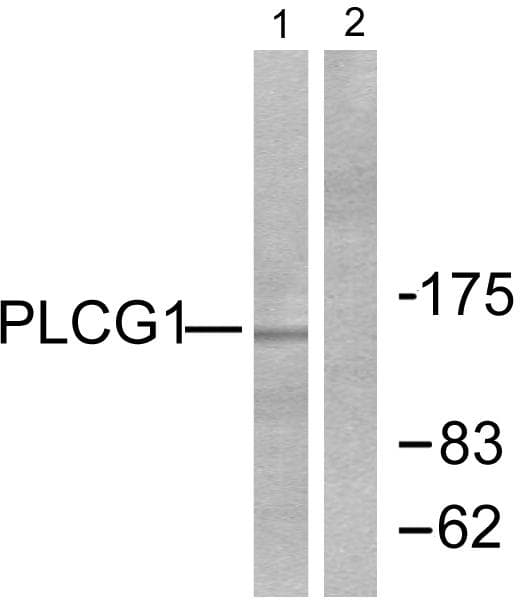 PLCG1 Antibody (p783)