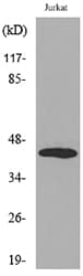 BMP8A Antibody