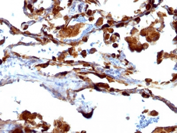 EMA / MUC1 Antibody (clone VU-4H5, Azide-free, BSA-free)