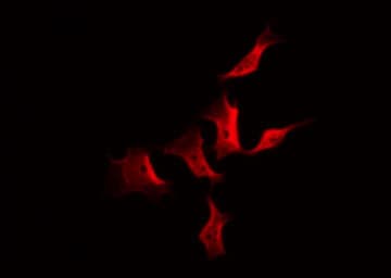 CDK5 Antibody