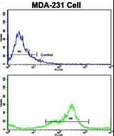IHC-plus™ VCP Antibody (aa726-755)