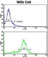 IHC-plus™ KRT18 / CK18 / Cytokeratin 18 Antibody (aa401-430)