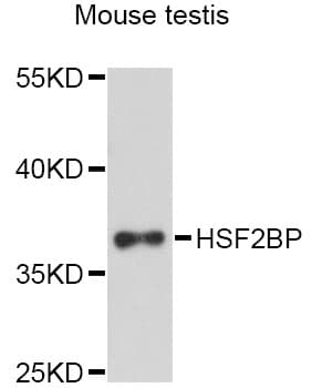 Polyclonal Rabbit anti-Mouse HSF2BP Antibody (WB)