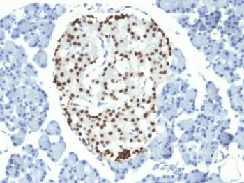 NKX2-2 Antibody (clone NX2/294)