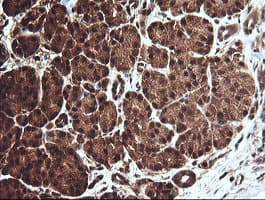 Monoclonal Mouse anti-Human CCT8L2 Antibody (clone OTI4B10, IHC, WB)