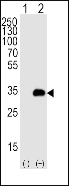 APG5 / ATG5 Antibody