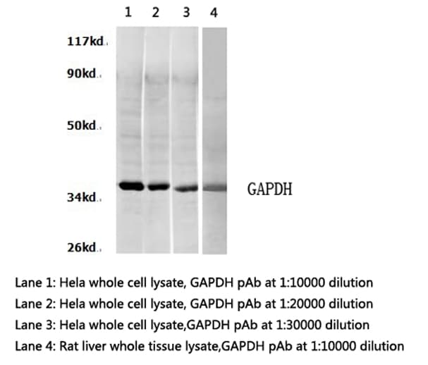 GAPDH Antibody