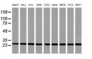PSMA2 Antibody (aa50-234, clone OTI4D12, Carrier-free)