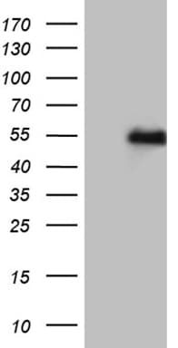 LHX2 Antibody (aa220-406, clone OTI3E4)