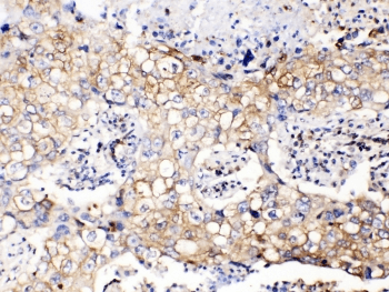 GAPDH Antibody