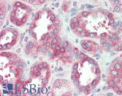 IHC-plus™ PURA / Pur-Alpha Antibody (aa1-50)