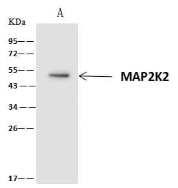 Polyclonal Rabbit anti-Human MAP2K2 / MKK2 / MEK2 Antibody (IF, WB)