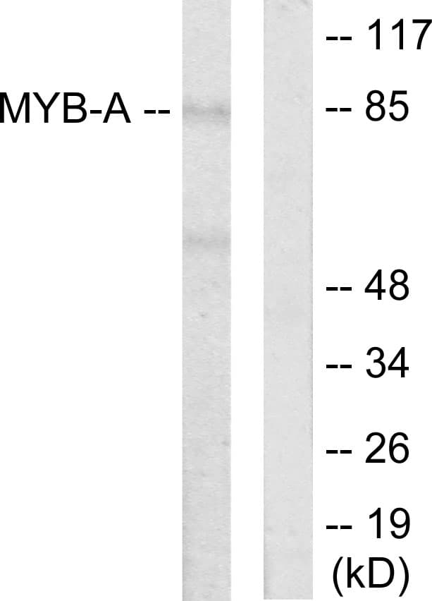 MYBL1 / A-MYB Antibody (aa231-280)