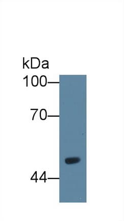 VNN1 Antibody