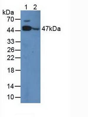 ENO3 / Enolase 3 Antibody (aa1-434, APC)