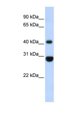 PathPlus™ CNPase Antibody (C-Terminus)