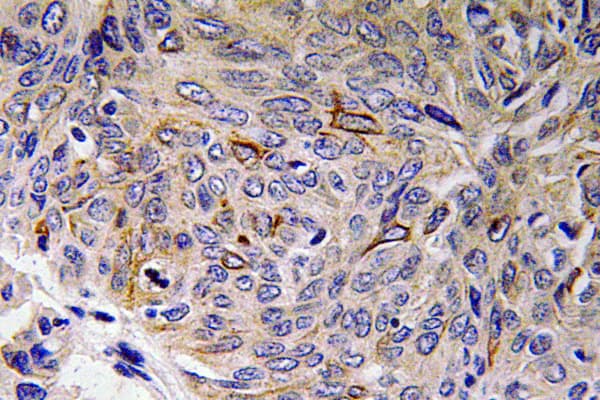 IL32 Antibody (aa177-226)