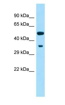 Cyp2f4 Antibody (aa251-300)