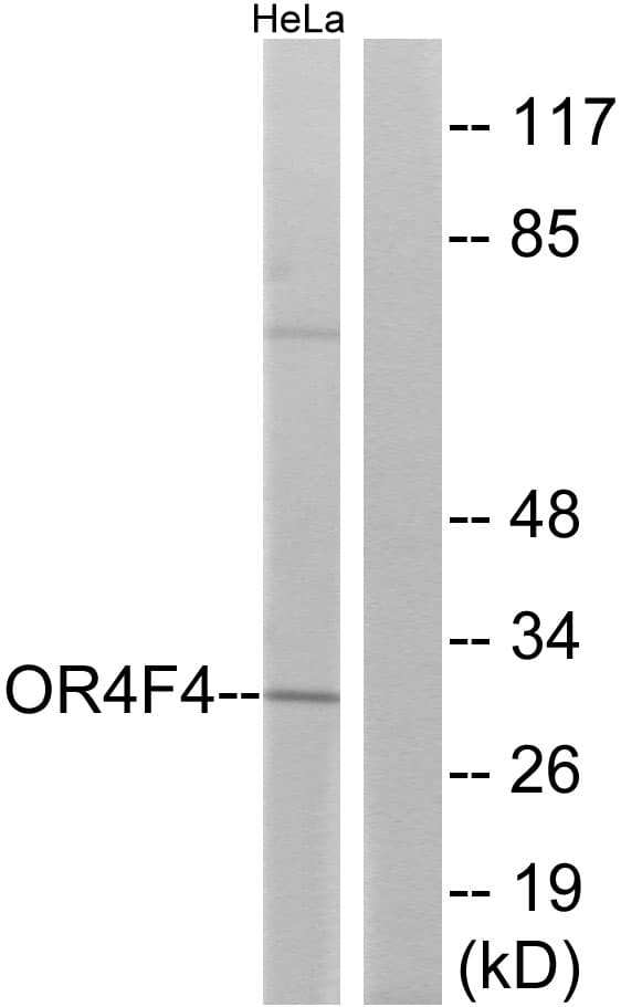 Polyclonal Rabbit anti-Human OR4F4 Antibody (aa256-305, IF, WB)