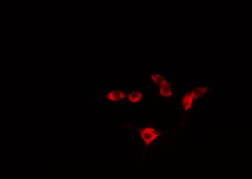 ATF3 Antibody