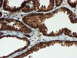 PSMA6 Antibody (clone OTI5H3)