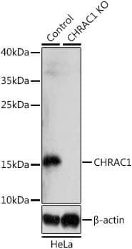 CHRAC1 Antibody