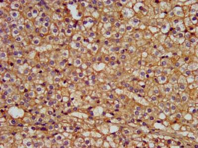 ERGIC-53 / LMAN1 Antibody
