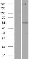 POTEA / POTE8 Protein (Over-Expression Lysate Myc-DDK (Flag))