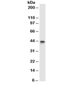 MFGE8 /Lactadherin Antibody (clone SPM291)