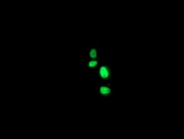 ERCC4 / XPF Antibody (clone OTI2D4)