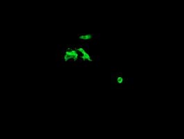 CATIP / C2orf62 Antibody (clone OTI2E6, Carrier-free)