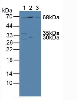 NUP85 / Pericentrin 1 Antibody (aa418-653)