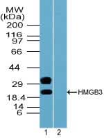IHC-plus™ HMGB3 Antibody (aa150-200)