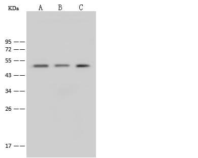 EEF1A1 Antibody