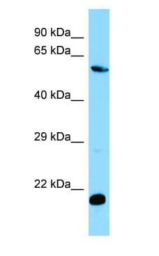 MOB1B / MOBKL1A Antibody (aa85-134)
