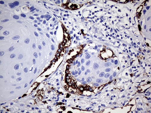 NAPSA / NAPA / Napsin A Antibody (aa64-244, clone OTI1B5)
