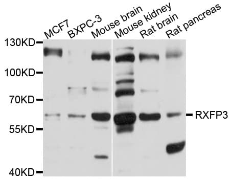 RXFP3 Antibody