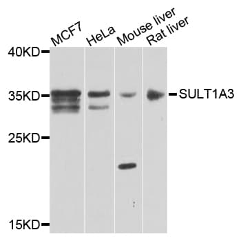 M-PST / STM Antibody