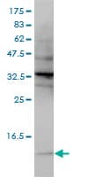 SNRPG Antibody (clone 2H8-1C12)